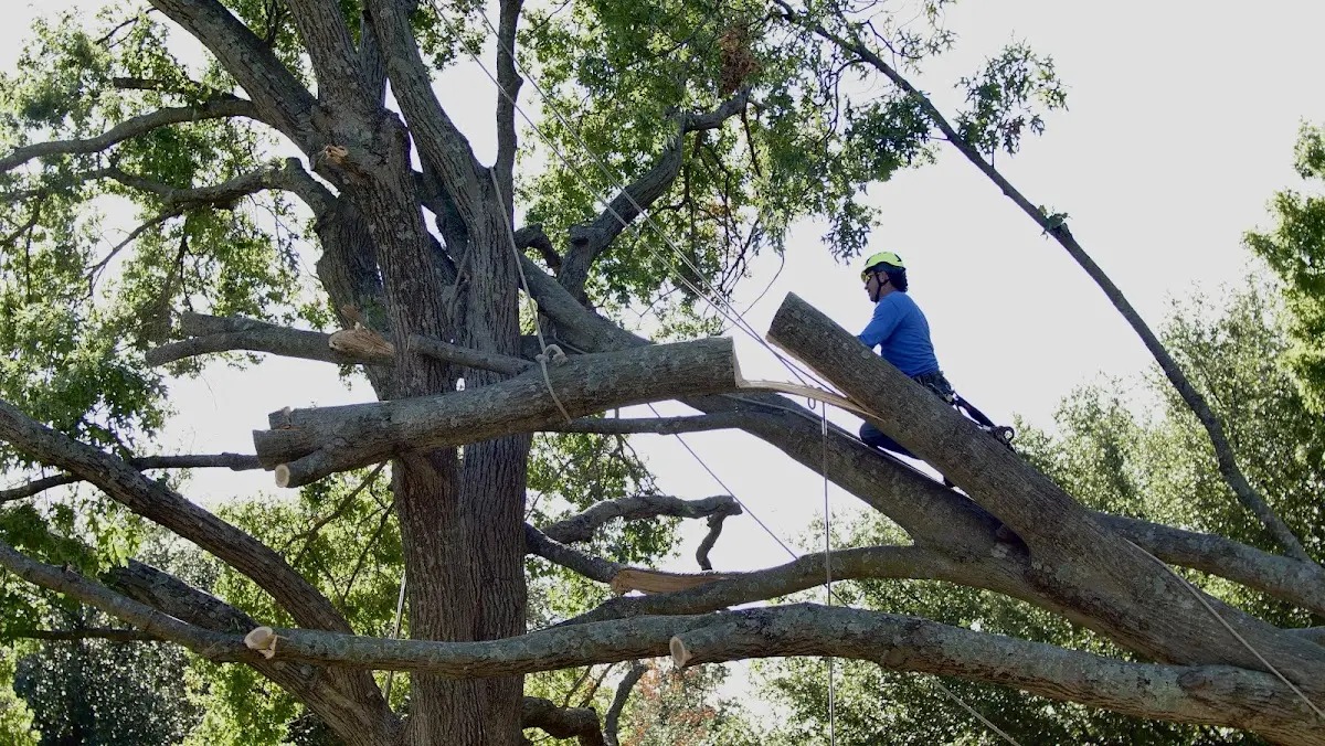 Professional Crown Thinning performed by certified arborists in Mc Grann