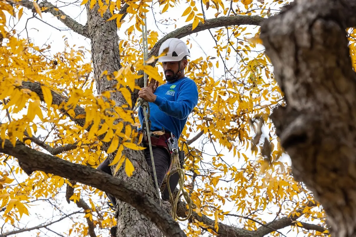 Skilled Tree Trimming crew working in Mc Grann